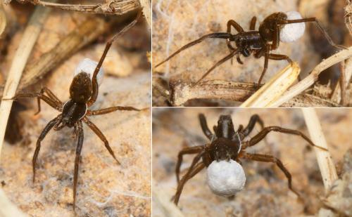 Aulonia albimana